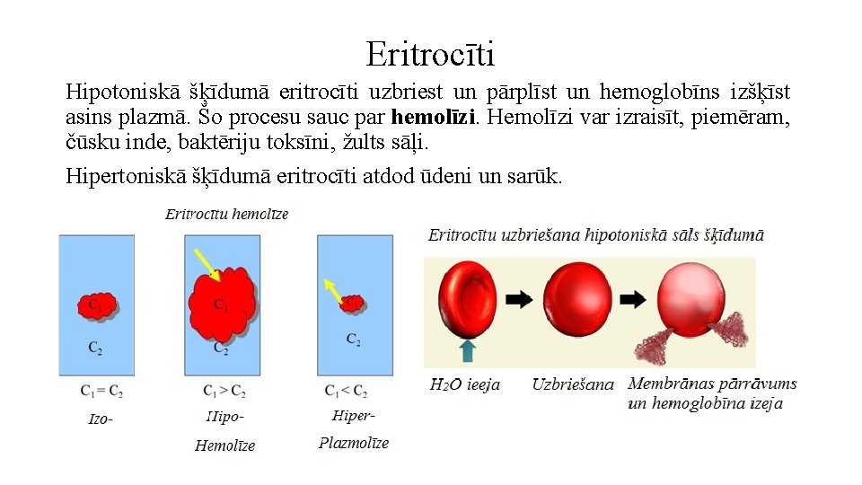 Eritrocīti Hipotoniskā šķīdumā eritrocīti uzbriest un pārplīst un hemoglobīns izšķīst asins plazmā. Šo procesu