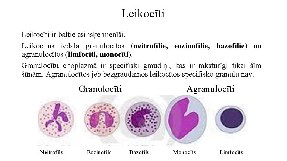 Leikocīti ir baltie asinsķermenīši. Leikocītus iedala granulocītos (neitrofilie, eozinofilie, bazofilie) un agranulocītos (limfocīti, monocīti).