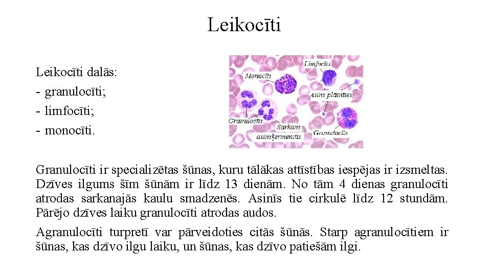 Leikocīti dalās: - granulocīti; - limfocīti; - monocīti. Granulocīti ir specializētas šūnas, kuru tālākas