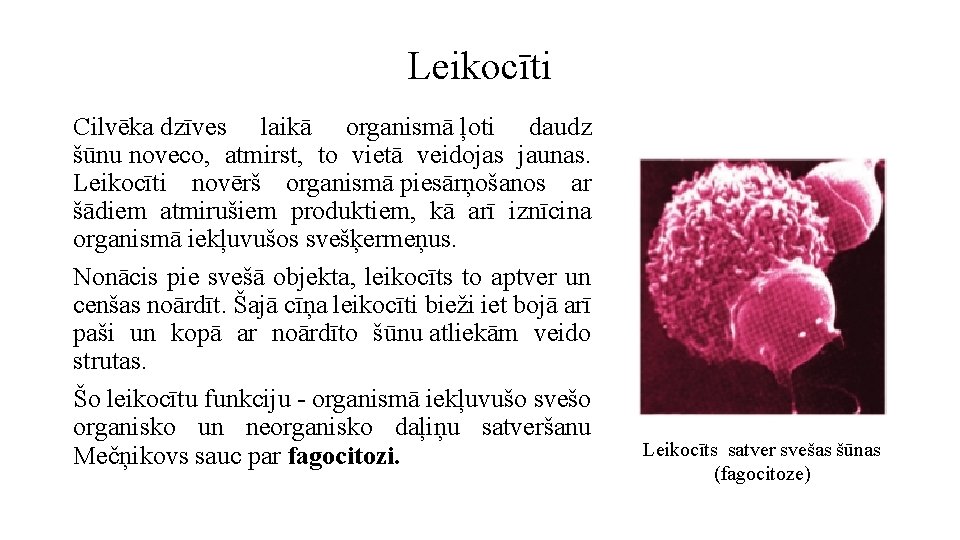 Leikocīti Cilvēka dzīves laikā organismā ļoti daudz šūnu noveco, atmirst, to vietā veidojas jaunas.