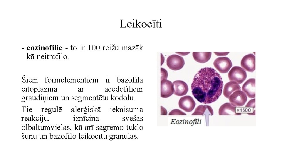 Leikocīti - eozinofilie - to ir 100 reižu mazāk kā neitrofilo. Šiem formelementiem ir