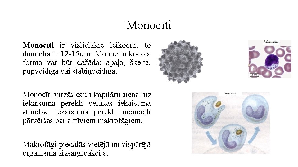 Monocīti ir vislielākie leikocīti, to diametrs ir 12 -15µm. Monocītu kodola forma var būt