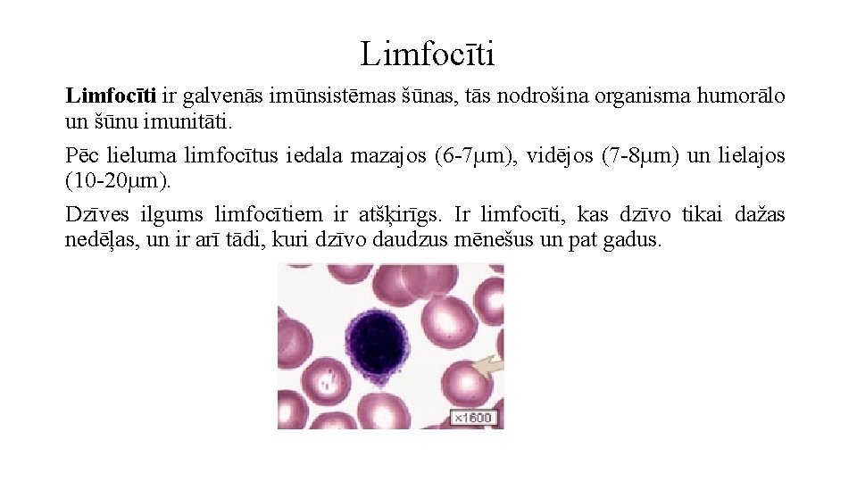 Limfocīti ir galvenās imūnsistēmas šūnas, tās nodrošina organisma humorālo un šūnu imunitāti. Pēc lieluma