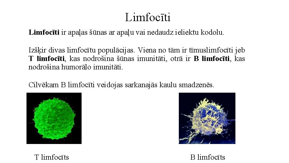 Limfocīti ir apaļas šūnas ar apaļu vai nedaudz ieliektu kodolu. Izšķir divas limfocītu populācijas.
