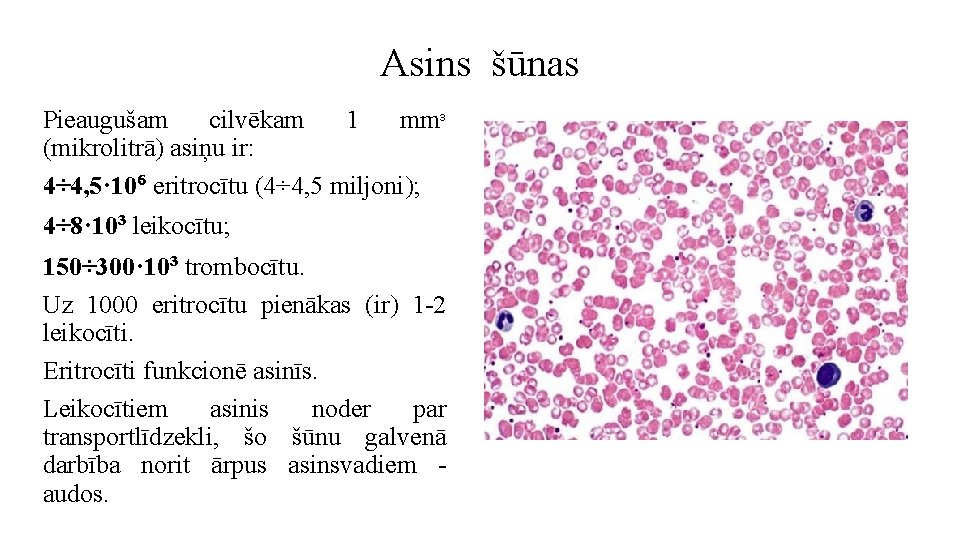 Asins šūnas Pieaugušam cilvēkam 1 mmᶟ (mikrolitrā) asiņu ir: 4÷ 4, 5· 10⁶ eritrocītu