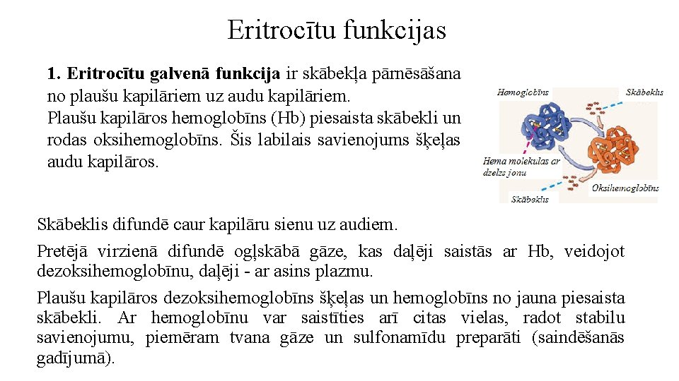 Eritrocītu funkcijas 1. Eritrocītu galvenā funkcija ir skābekļa pārnēsāšana no plaušu kapilāriem uz audu