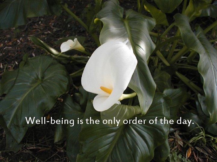 Well-being is the only order of the day. 