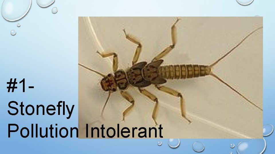 #1 Stonefly Pollution Intolerant 