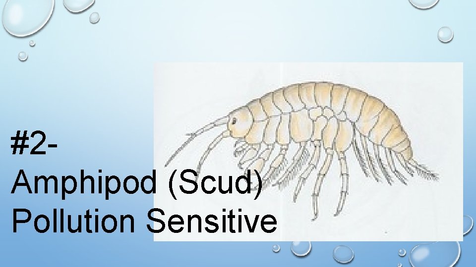 #2 Amphipod (Scud) Pollution Sensitive 