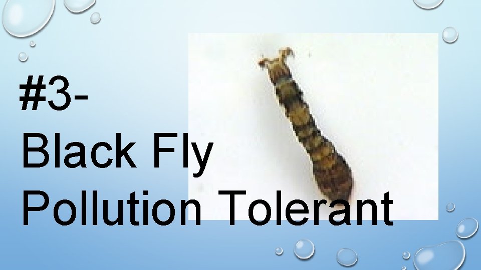 #3 Black Fly Pollution Tolerant 