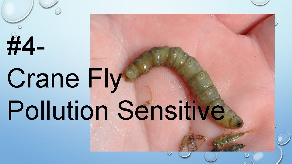 #4 Crane Fly Pollution Sensitive 