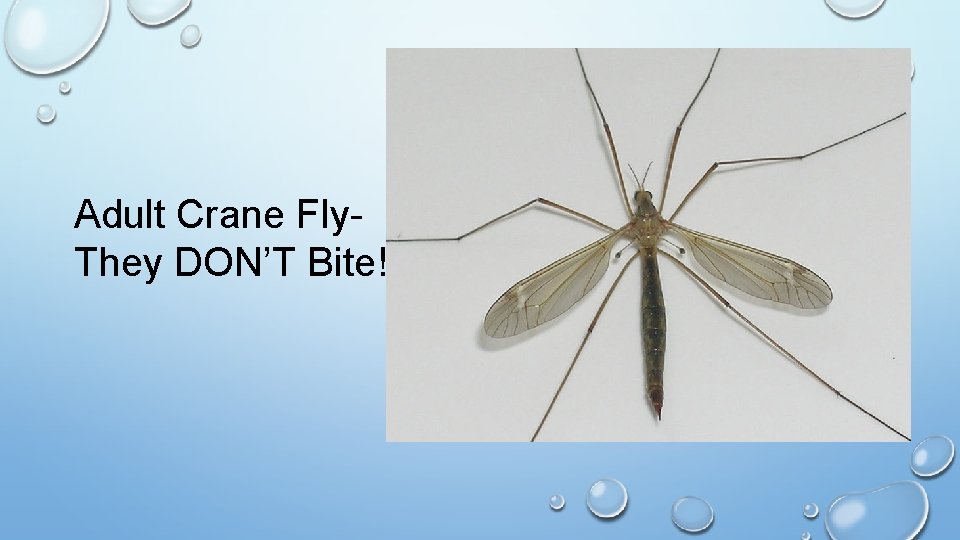 Adult Crane Fly. They DON’T Bite! 