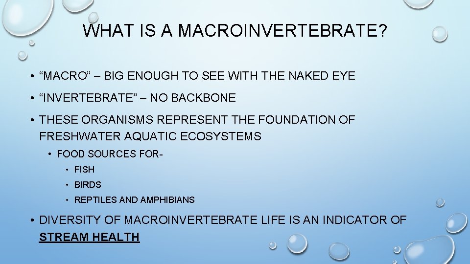 WHAT IS A MACROINVERTEBRATE? • “MACRO” – BIG ENOUGH TO SEE WITH THE NAKED