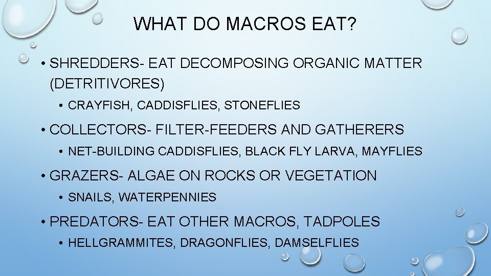 WHAT DO MACROS EAT? • SHREDDERS- EAT DECOMPOSING ORGANIC MATTER (DETRITIVORES) • CRAYFISH, CADDISFLIES,