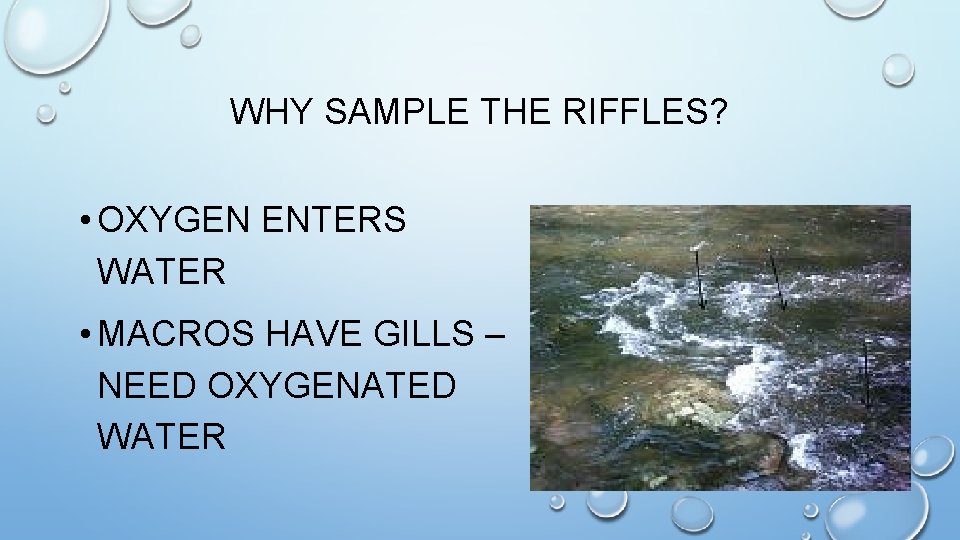 WHY SAMPLE THE RIFFLES? • OXYGEN ENTERS WATER • MACROS HAVE GILLS – NEED