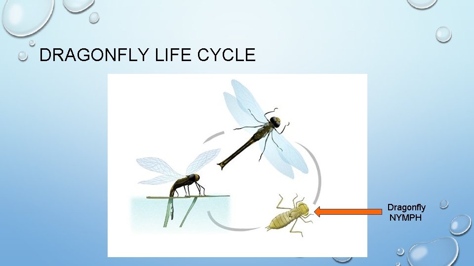 DRAGONFLY LIFE CYCLE Dragonfly NYMPH 