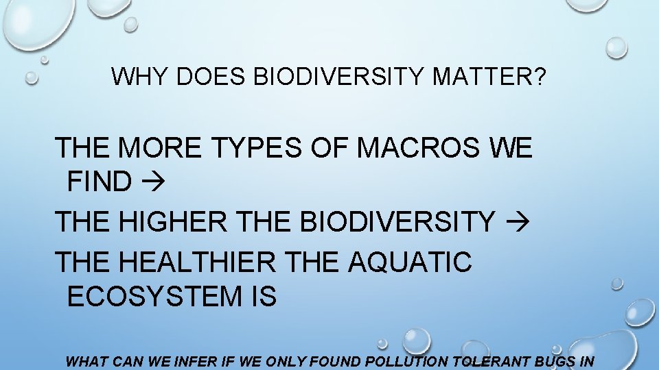 WHY DOES BIODIVERSITY MATTER? THE MORE TYPES OF MACROS WE FIND THE HIGHER THE