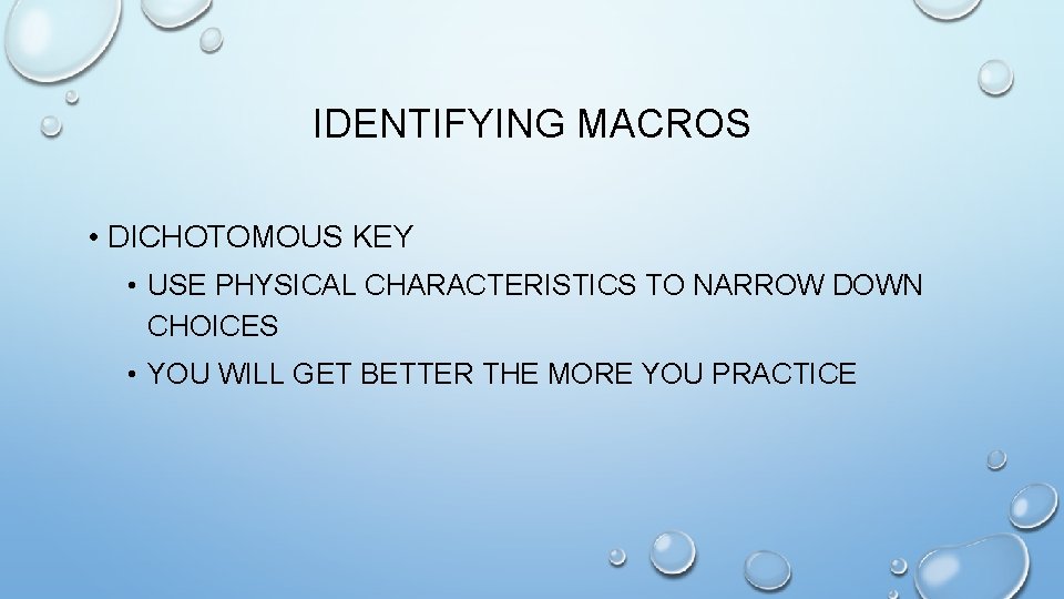 IDENTIFYING MACROS • DICHOTOMOUS KEY • USE PHYSICAL CHARACTERISTICS TO NARROW DOWN CHOICES •