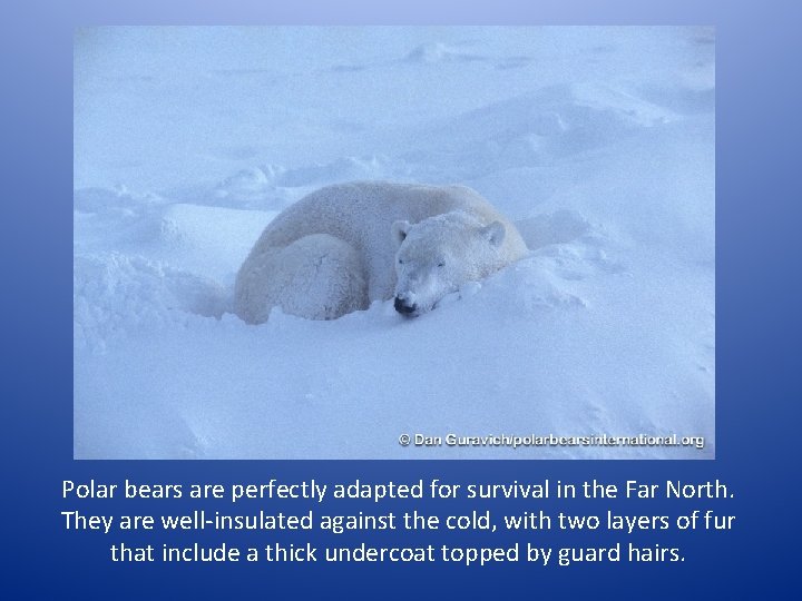 Polar bears are perfectly adapted for survival in the Far North. They are well-insulated