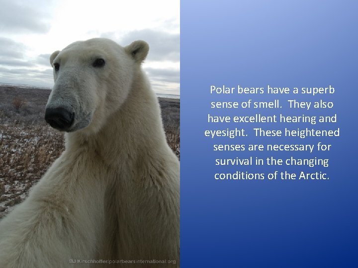 Polar bears have a superb sense of smell. They also have excellent hearing and