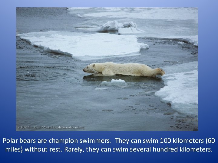 Polar bears are champion swimmers. They can swim 100 kilometers (60 miles) without rest.