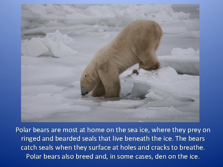 Polar bears are most at home on the sea ice, where they prey on
