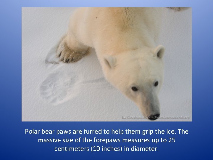 Polar bear paws are furred to help them grip the ice. The massive size