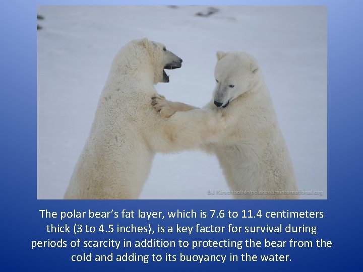 The polar bear’s fat layer, which is 7. 6 to 11. 4 centimeters thick