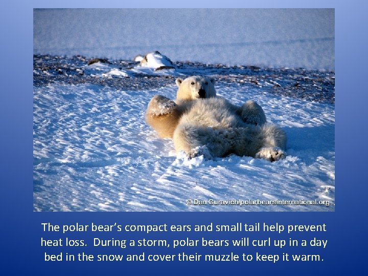 The polar bear’s compact ears and small tail help prevent heat loss. During a