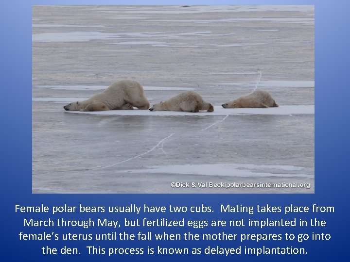 Female polar bears usually have two cubs. Mating takes place from March through May,