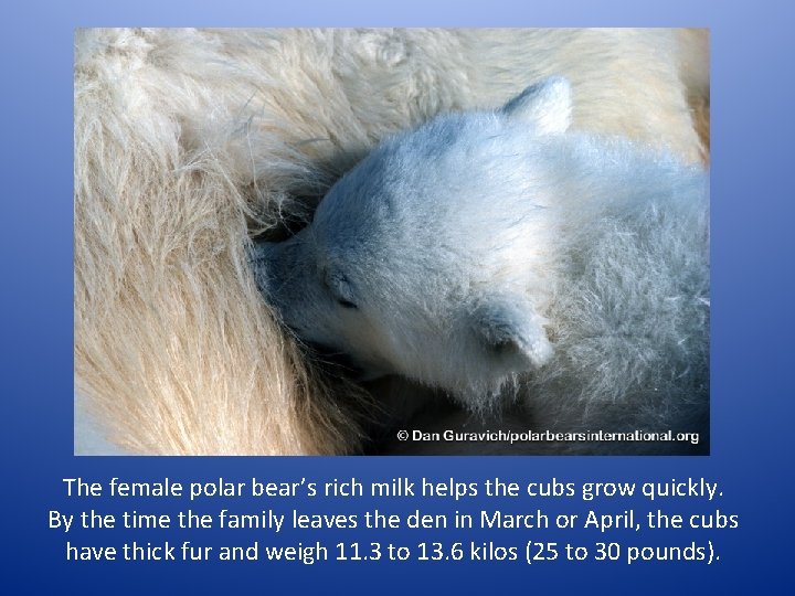 The female polar bear’s rich milk helps the cubs grow quickly. By the time