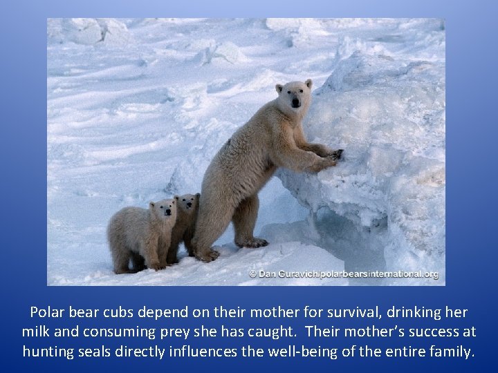 Polar bear cubs depend on their mother for survival, drinking her milk and consuming