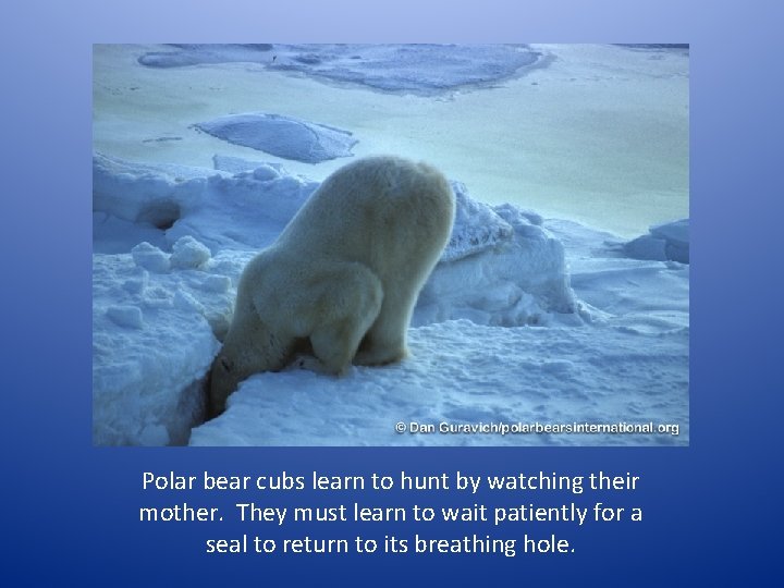 Polar bear cubs learn to hunt by watching their mother. They must learn to