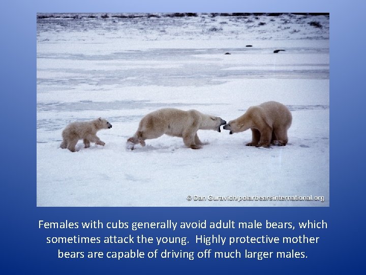 Females with cubs generally avoid adult male bears, which sometimes attack the young. Highly