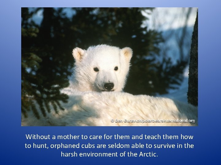 Without a mother to care for them and teach them how to hunt, orphaned