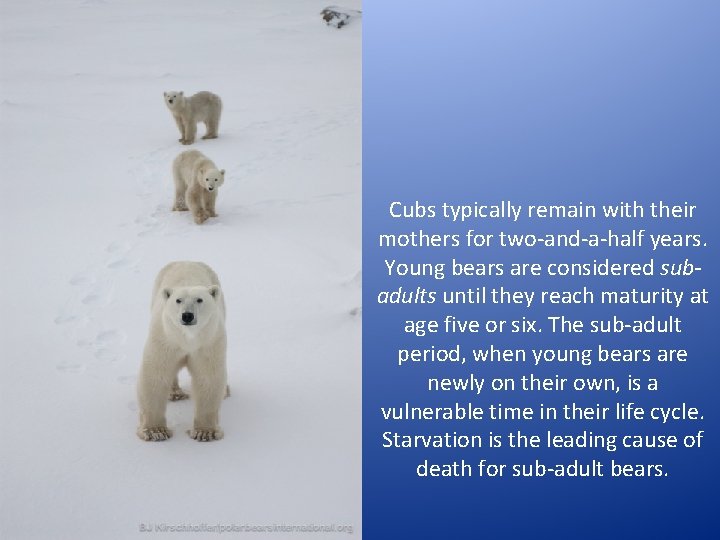 Cubs typically remain with their mothers for two-and-a-half years. Young bears are considered subadults