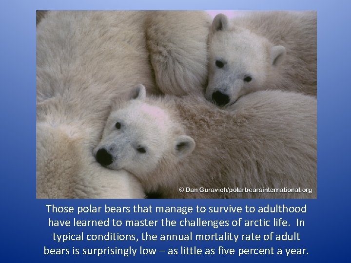 Those polar bears that manage to survive to adulthood have learned to master the