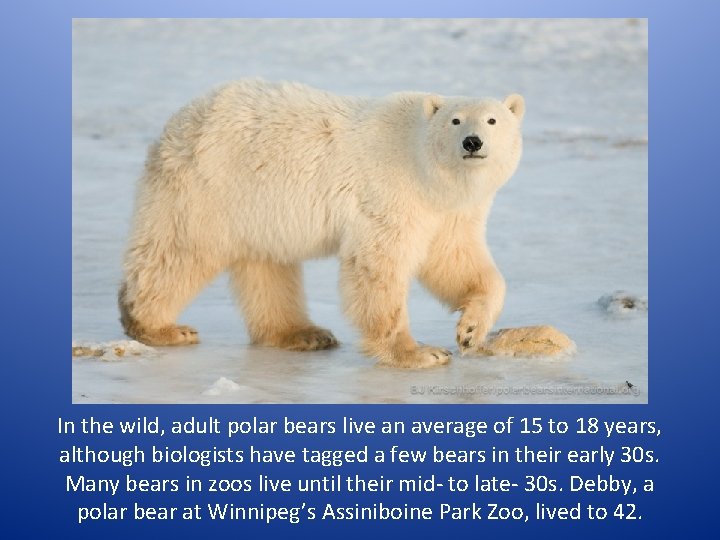 In the wild, adult polar bears live an average of 15 to 18 years,