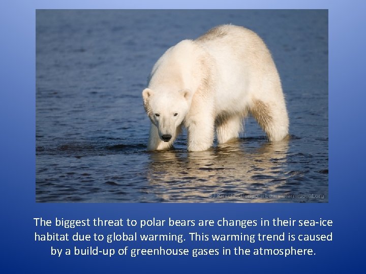 The biggest threat to polar bears are changes in their sea-ice habitat due to