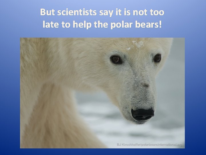 But scientists say it is not too late to help the polar bears! 