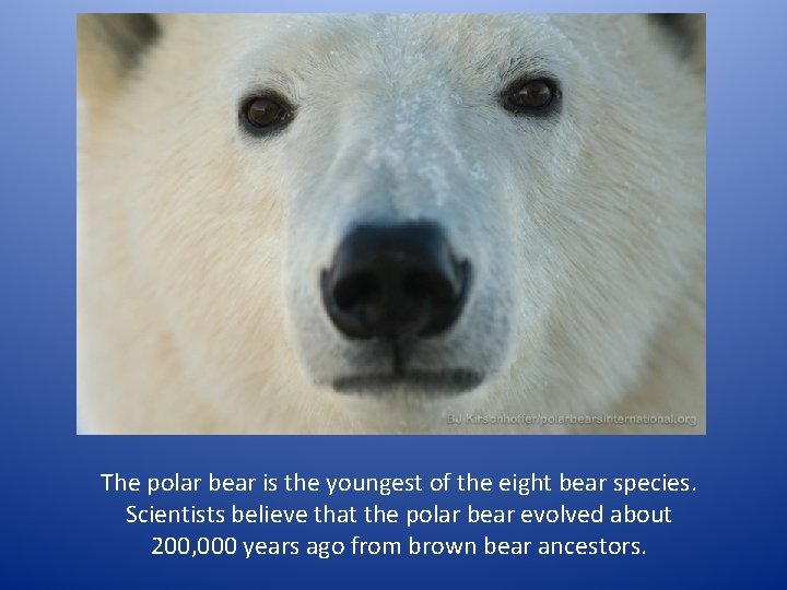 The polar bear is the youngest of the eight bear species. Scientists believe that