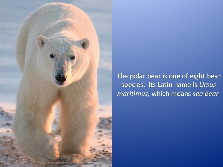 The polar bear is one of eight bear species. Its Latin name is Ursus