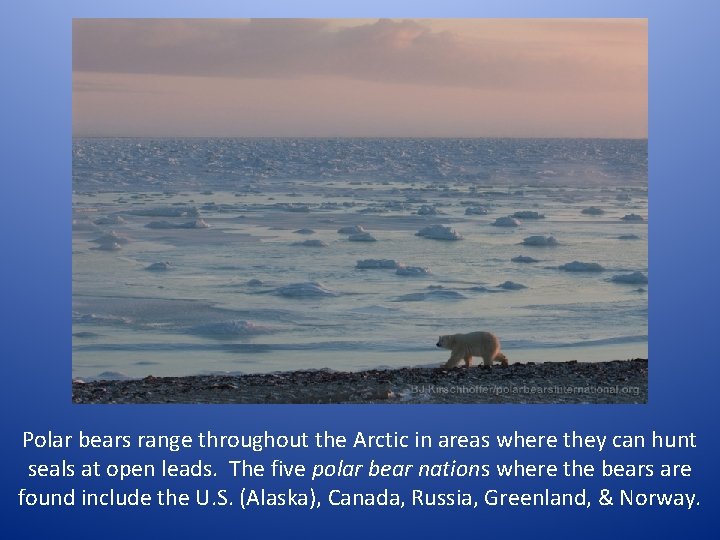 Polar bears range throughout the Arctic in areas where they can hunt seals at