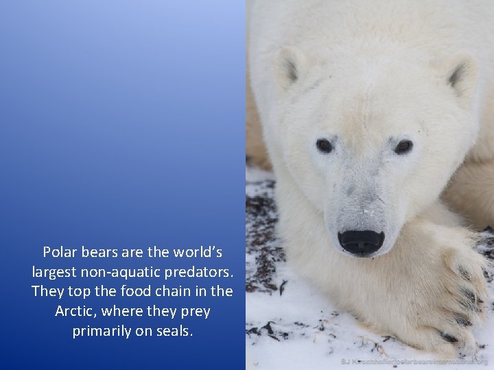 Polar bears are the world’s largest non-aquatic predators. They top the food chain in