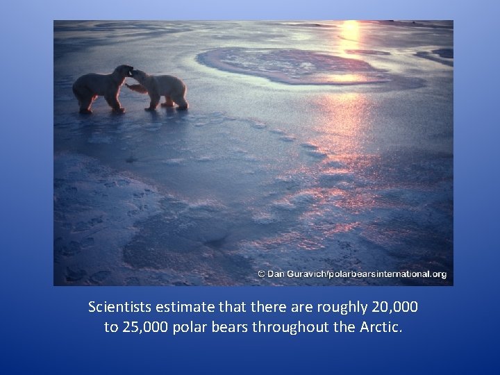 Scientists estimate that there are roughly 20, 000 to 25, 000 polar bears throughout