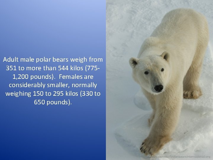 Adult male polar bears weigh from 351 to more than 544 kilos (7751, 200