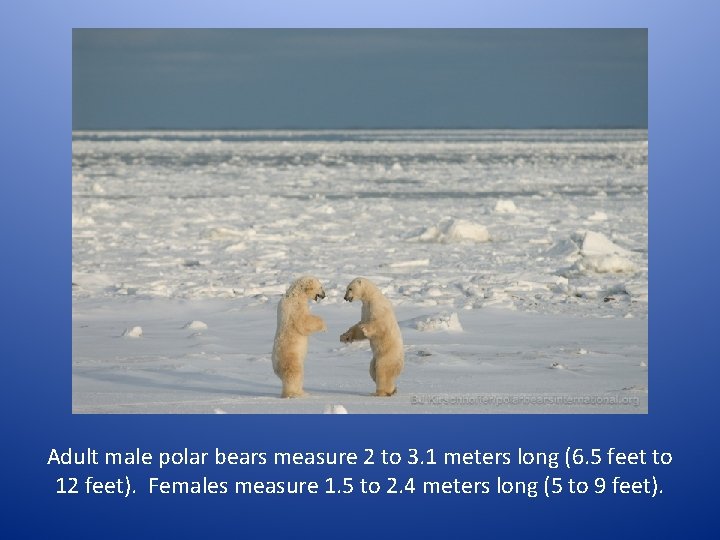 Adult male polar bears measure 2 to 3. 1 meters long (6. 5 feet