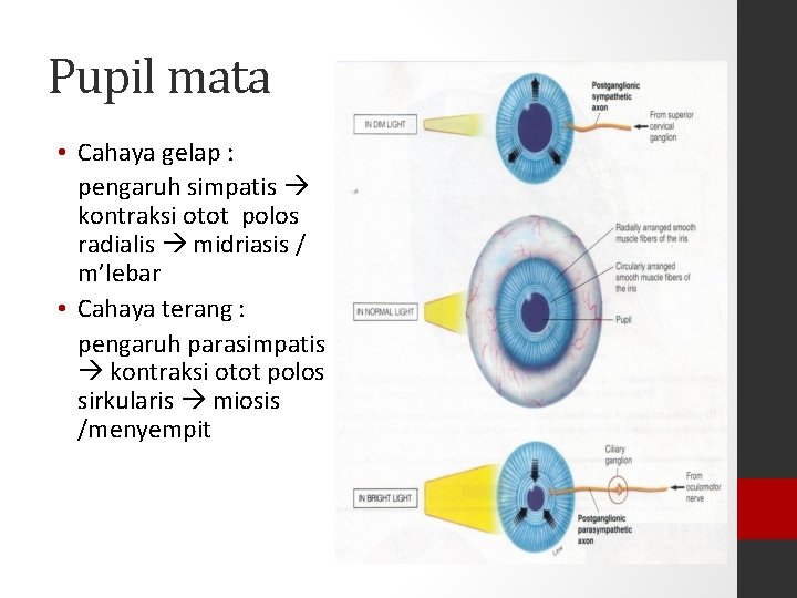 Pupil mata • Cahaya gelap : pengaruh simpatis kontraksi otot polos radialis midriasis /
