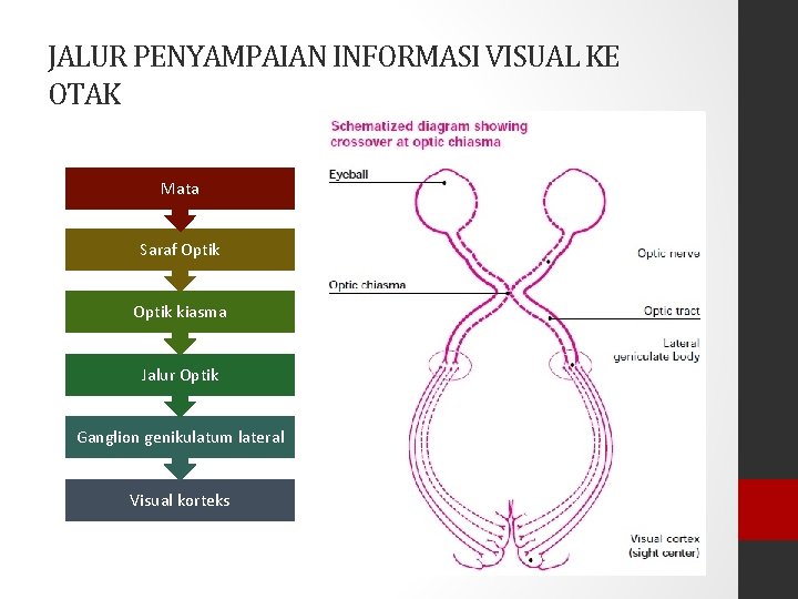 JALUR PENYAMPAIAN INFORMASI VISUAL KE OTAK Mata Saraf Optik kiasma Jalur Optik Ganglion genikulatum