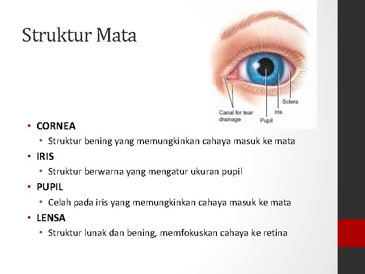Struktur Mata • CORNEA • Struktur bening yang memungkinkan cahaya masuk ke mata •